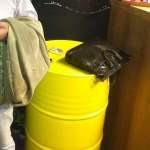 Анатолий, 62 года